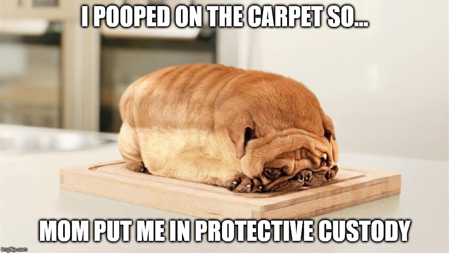I POOPED ON THE CARPET SO... MOM PUT ME IN PROTECTIVE CUSTODY | image tagged in sad pug | made w/ Imgflip meme maker