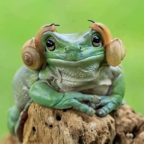 Frog wireless headphones Blank Meme Template