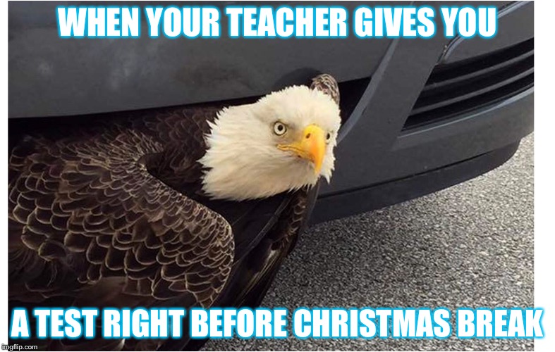 Bald Eagle Stare | WHEN YOUR TEACHER GIVES YOU; A TEST RIGHT BEFORE CHRISTMAS BREAK | image tagged in crazy eyed bird | made w/ Imgflip meme maker