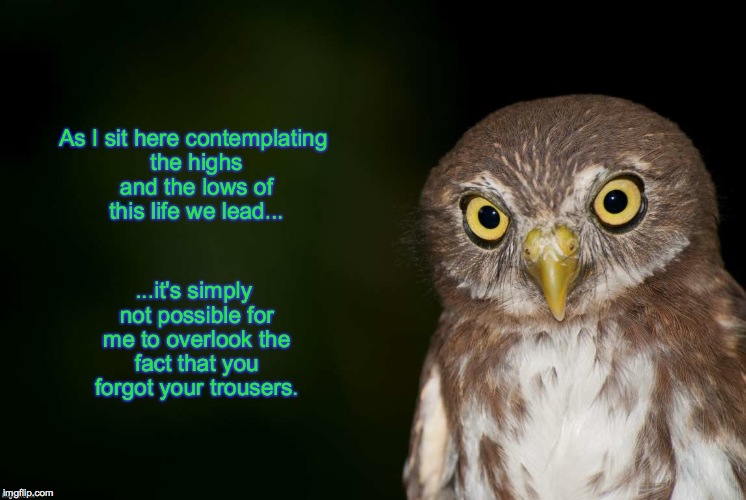 wise ol' owl | image tagged in highs and lows | made w/ Imgflip meme maker