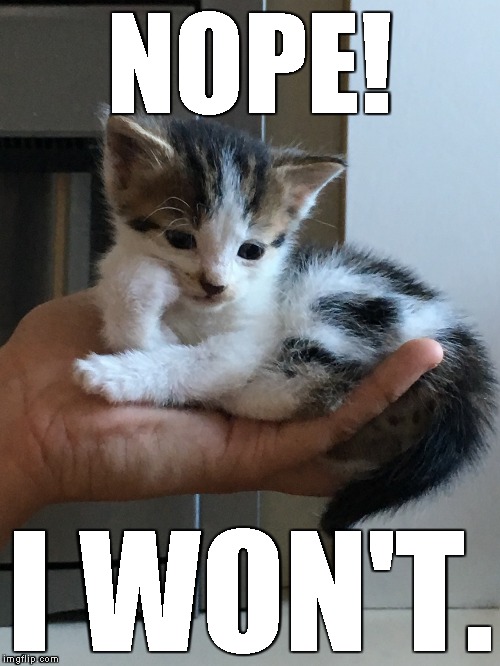 cynical-kitten | NOPE! I WON'T. | image tagged in cynical-kitten | made w/ Imgflip meme maker