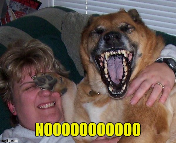 laughing dog | NOOOOOOOOOOO | image tagged in laughing dog | made w/ Imgflip meme maker