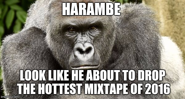 HARAMBE; LOOK LIKE HE ABOUT TO DROP THE HOTTEST MIXTAPE OF 2016 | image tagged in memes,harambe,mixtape,dicksoutforharambe | made w/ Imgflip meme maker