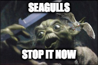 SEAGULLS; STOP IT NOW | image tagged in mad yoda | made w/ Imgflip meme maker