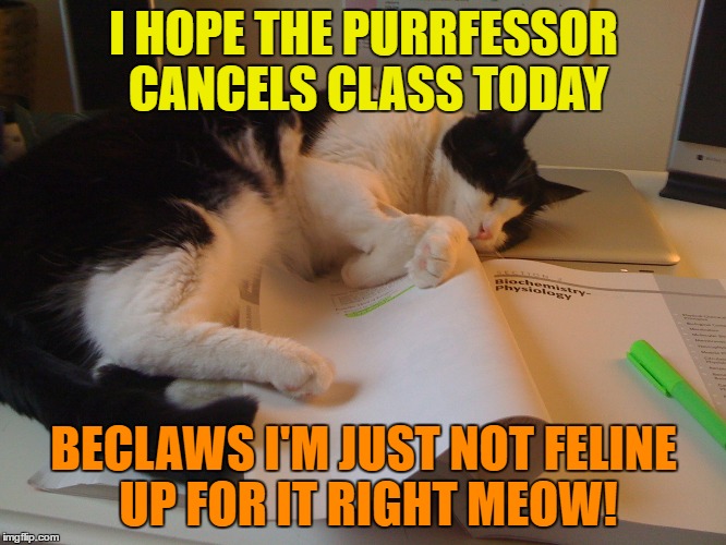 I hope class is cancelled today | I HOPE THE PURRFESSOR CANCELS CLASS TODAY; BECLAWS I'M JUST NOT FELINE UP FOR IT RIGHT MEOW! | image tagged in memes,funny,cat,class,humor,funny memes | made w/ Imgflip meme maker