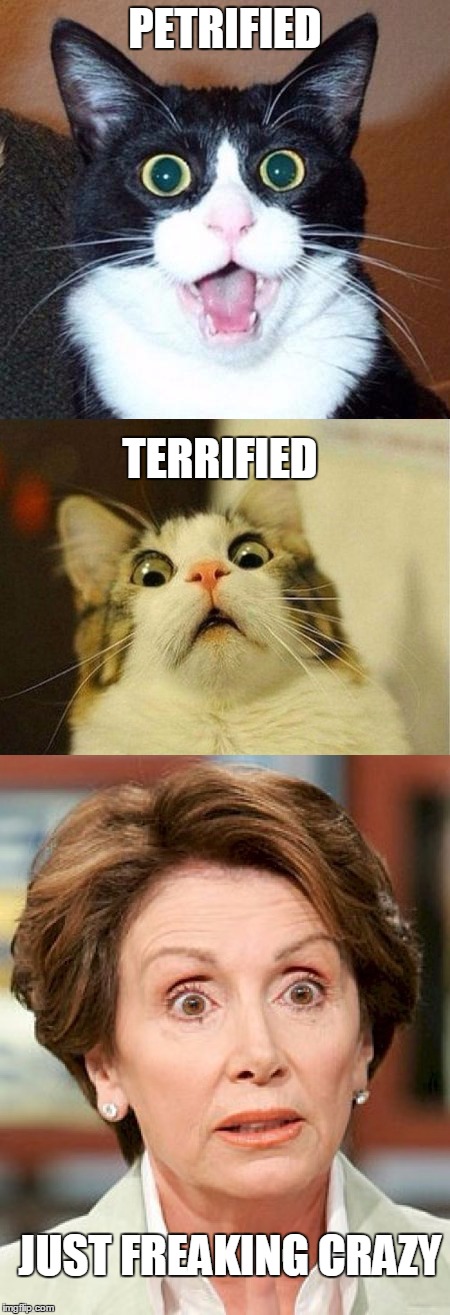 DON'T GET NANCYFIED | PETRIFIED; TERRIFIED; JUST FREAKING CRAZY | image tagged in funny cats,nancy pelosi | made w/ Imgflip meme maker