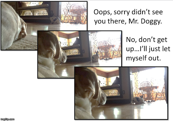 I'll Let Myself Out | image tagged in fun with bunnies,bunny humor | made w/ Imgflip meme maker