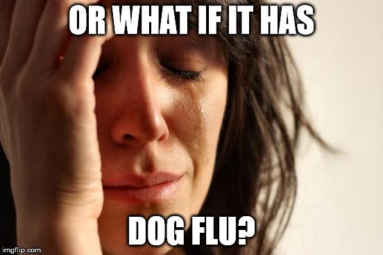 First World Problems Meme | OR WHAT IF IT HAS DOG FLU? | image tagged in memes,first world problems | made w/ Imgflip meme maker