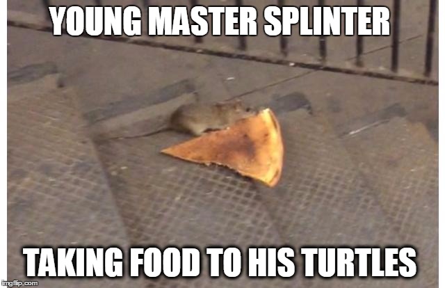YOUNG MASTER SPLINTER; TAKING FOOD TO HIS TURTLES | image tagged in young splinter feeding the turtles | made w/ Imgflip meme maker
