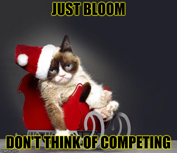 Grumpy Cat Christmas HD | JUST BLOOM; DON'T THINK OF COMPETING | image tagged in grumpy cat christmas hd | made w/ Imgflip meme maker