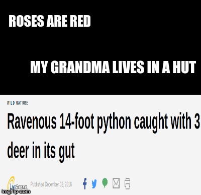 Rhythmes  | ROSES ARE RED; MY GRANDMA LIVES IN A HUT | image tagged in roses are red | made w/ Imgflip meme maker