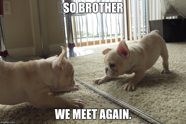 so brother we meet again | SO BROTHER; WE MEET AGAIN. | image tagged in dogs | made w/ Imgflip meme maker