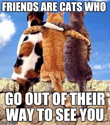 Cat friends | FRIENDS ARE CATS WHO; GO OUT OF THEIR WAY TO SEE YOU | image tagged in cat friends | made w/ Imgflip meme maker