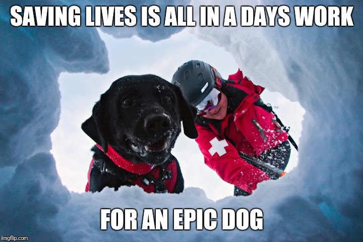 SAVING LIVES IS ALL IN A DAYS WORK FOR AN EPIC DOG | made w/ Imgflip meme maker