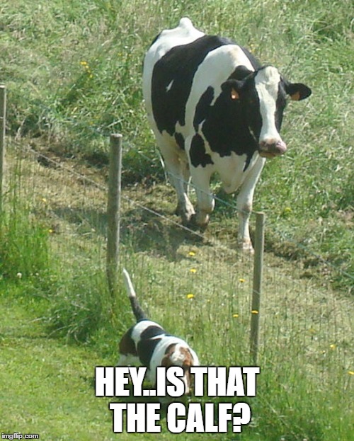 that call | HEY..IS THAT THE CALF? | image tagged in 10 guy | made w/ Imgflip meme maker