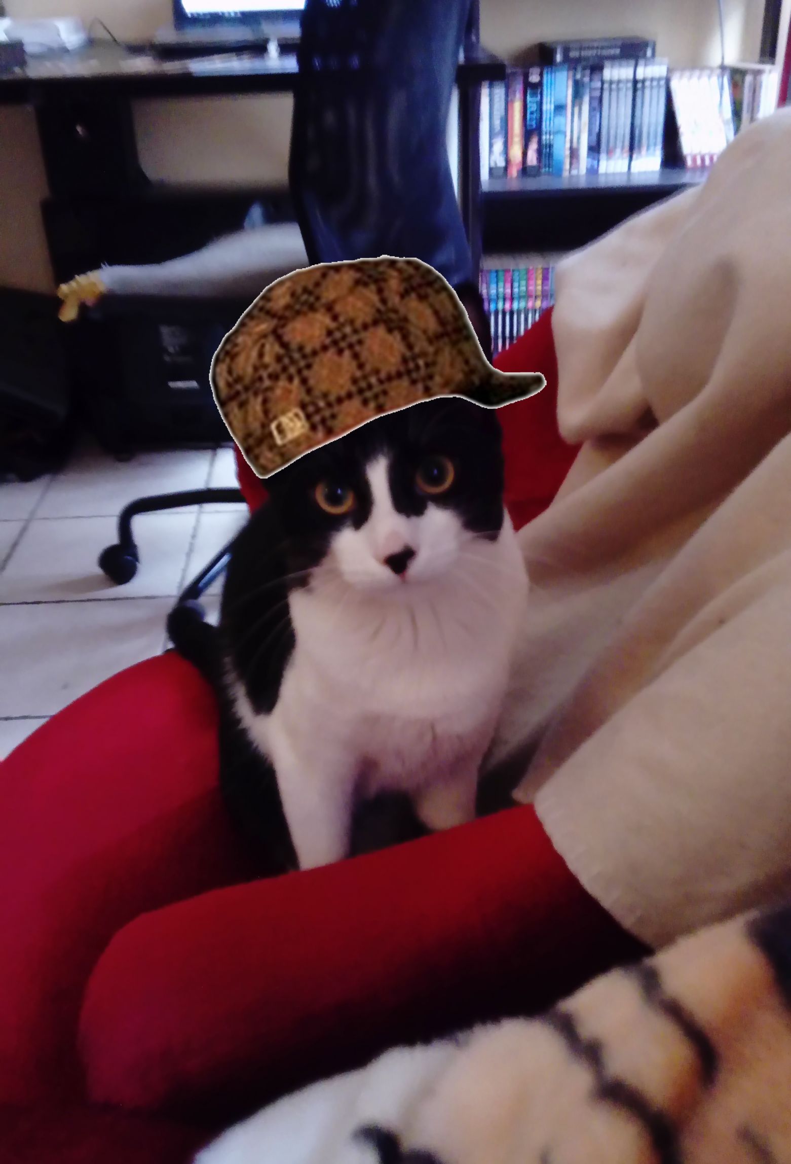 Scumbagcat Blank Meme Template