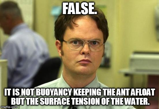 Dwight Schrute Meme | FALSE. IT IS NOT BUOYANCY KEEPING THE ANT AFLOAT BUT THE SURFACE TENSION OF THE WATER. | image tagged in memes,dwight schrute | made w/ Imgflip meme maker