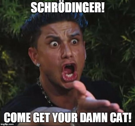 pauly | SCHRÖDINGER! COME GET YOUR DAMN CAT! | image tagged in pauly | made w/ Imgflip meme maker