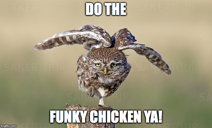 Doin It | DO THE; FUNKY CHICKEN YA! | image tagged in funky | made w/ Imgflip meme maker