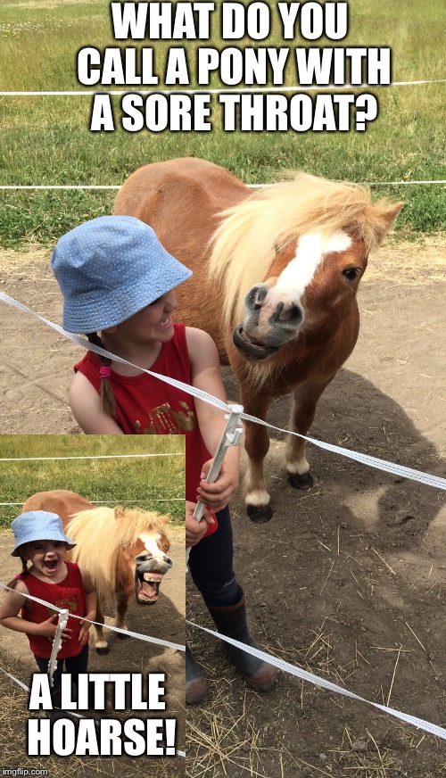 Lochie the Comedian  | WHAT DO YOU CALL A PONY WITH A SORE THROAT? A LITTLE HOARSE! | image tagged in miniature,jokes | made w/ Imgflip meme maker