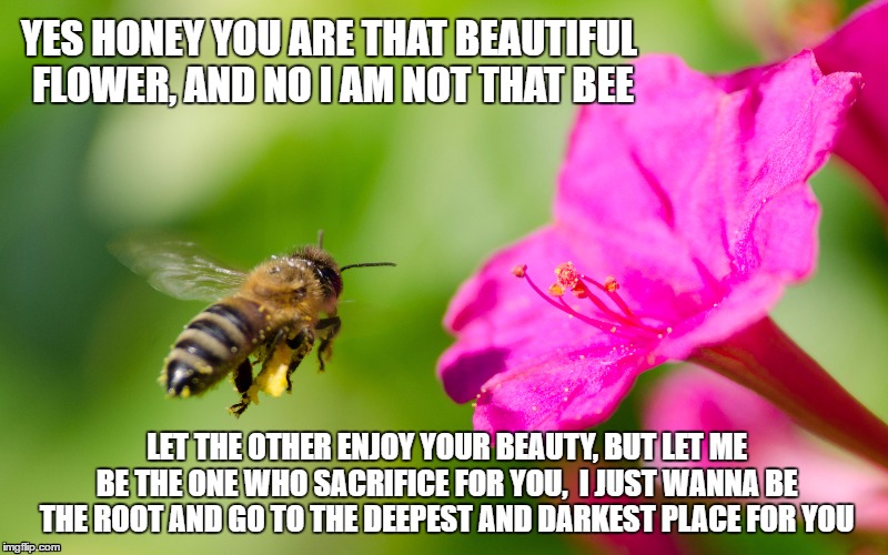 I am not the one | YES HONEY YOU ARE THAT BEAUTIFUL FLOWER, AND NO I AM NOT THAT BEE; LET THE OTHER ENJOY YOUR BEAUTY, BUT LET ME BE THE ONE WHO SACRIFICE FOR YOU,
 I JUST WANNA BE THE ROOT AND GO TO THE DEEPEST AND DARKEST PLACE FOR YOU | image tagged in sacrifice | made w/ Imgflip meme maker