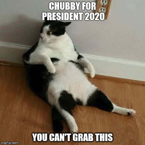 Chubby | CHUBBY FOR PRESIDENT 2020; YOU CAN'T GRAB THIS | image tagged in kitty cat | made w/ Imgflip meme maker