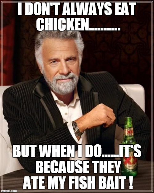 The Most Interesting Man In The World | I DON'T ALWAYS EAT CHICKEN........... BUT WHEN I DO......IT'S BECAUSE THEY ATE MY FISH BAIT ! | image tagged in memes,the most interesting man in the world | made w/ Imgflip meme maker
