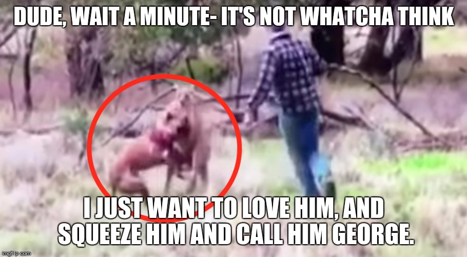 DUDE, WAIT A MINUTE- IT'S NOT WHATCHA THINK I JUST WANT TO LOVE HIM, AND SQUEEZE HIM AND CALL HIM GEORGE. | image tagged in man vs kangaroo | made w/ Imgflip meme maker