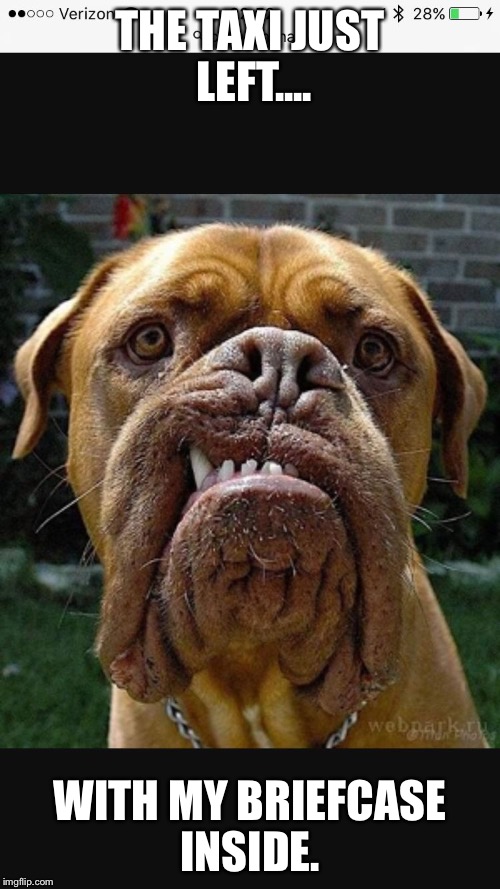 THE TAXI JUST LEFT.... WITH MY BRIEFCASE INSIDE. | image tagged in dog | made w/ Imgflip meme maker