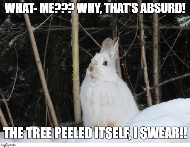 Rather Miffed Bunny | WHAT- ME??? WHY, THAT'S ABSURD! THE TREE PEELED ITSELF, I SWEAR!! | image tagged in bunny,bunnies,rabbits,rabbit,tree | made w/ Imgflip meme maker