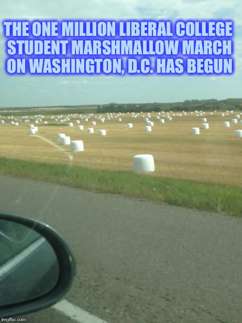 Field of marshmellows | THE ONE MILLION LIBERAL COLLEGE STUDENT MARSHMALLOW MARCH ON WASHINGTON, D.C. HAS BEGUN | image tagged in field of marshmellows | made w/ Imgflip meme maker