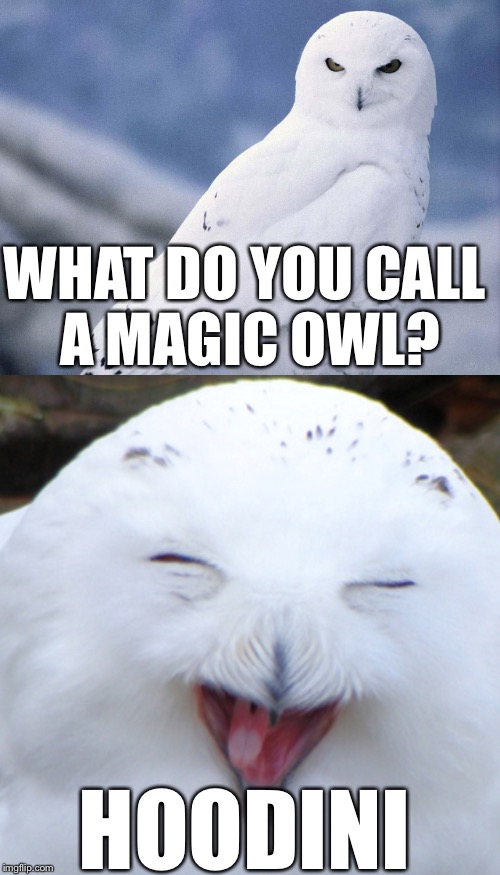 Houdini's pet | WHAT DO YOU CALL A MAGIC OWL? HOODINI | image tagged in bad pun owl,memes | made w/ Imgflip meme maker