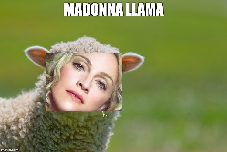 Madonna Llama | MADONNA LLAMA | image tagged in madonna,llama | made w/ Imgflip meme maker