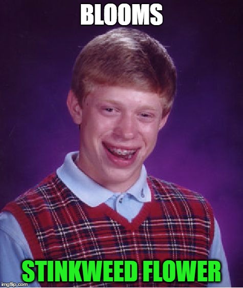 Bad Luck Brian Meme | BLOOMS STINKWEED FLOWER | image tagged in memes,bad luck brian | made w/ Imgflip meme maker