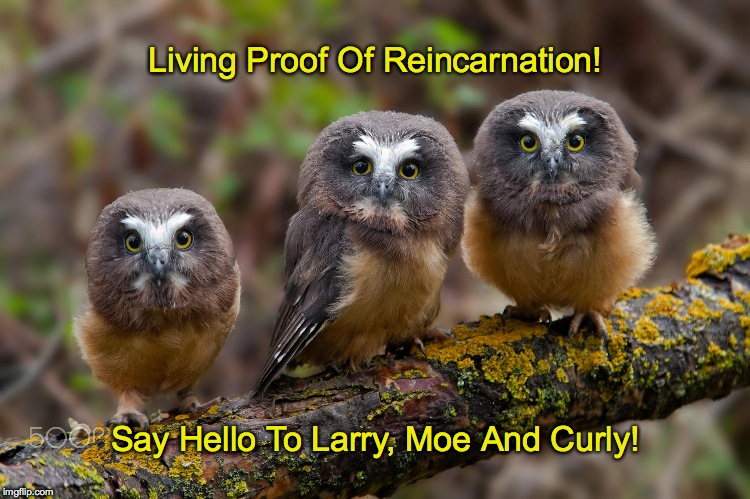 Owlets | Living Proof Of Reincarnation! Say Hello To Larry, Moe And Curly! | image tagged in reincarnation | made w/ Imgflip meme maker
