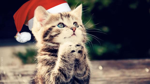 begging christmas cat Blank Meme Template