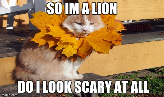 SO IM A LION; DO I LOOK SCARY AT ALL | made w/ Imgflip meme maker