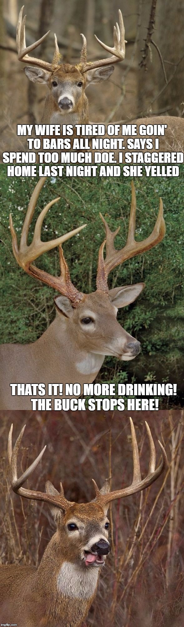 Bad Pun Deer Drinkin' | MY WIFE IS TIRED OF ME GOIN' TO BARS ALL NIGHT. SAYS I SPEND TOO MUCH DOE. I STAGGERED HOME LAST NIGHT AND SHE YELLED; THATS IT! NO MORE DRINKING! THE BUCK STOPS HERE! | image tagged in bad pun buck,memes,bad puns,deer,drinking,deer in headlights | made w/ Imgflip meme maker