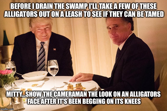 Gator on a leash | BEFORE I DRAIN THE SWAMP I'LL TAKE A FEW OF THESE ALLIGATORS OUT ON A LEASH TO SEE IF THEY CAN BE TAMED; MITTY...SHOW THE CAMERAMAN THE LOOK ON AN ALLIGATORS FACE AFTER IT'S BEEN BEGGING ON ITS KNEES | image tagged in donald trump,mitt romney | made w/ Imgflip meme maker