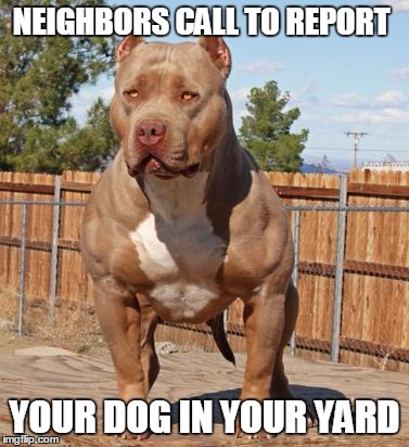 NEIGHBORS CALL TO REPORT; YOUR DOG IN YOUR YARD | image tagged in muscle dog | made w/ Imgflip meme maker