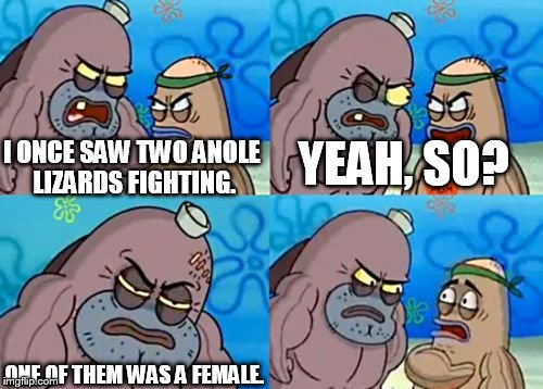 How Tough Are You | YEAH, SO? I ONCE SAW TWO ANOLE LIZARDS FIGHTING. ONE OF THEM WAS A FEMALE. | image tagged in memes,how tough are you | made w/ Imgflip meme maker