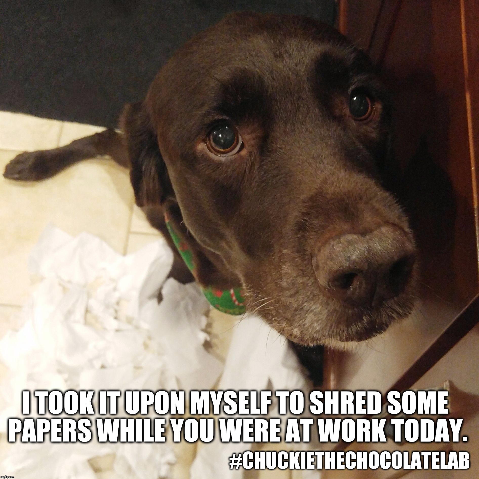 I took it upon myself to shred some papers while you were at work today.  | I TOOK IT UPON MYSELF TO SHRED SOME PAPERS WHILE YOU WERE AT WORK TODAY. #CHUCKIETHECHOCOLATELAB | image tagged in chuckie the chocolate lab,dogs,funny dogs,paper shredder,memes,labrador | made w/ Imgflip meme maker
