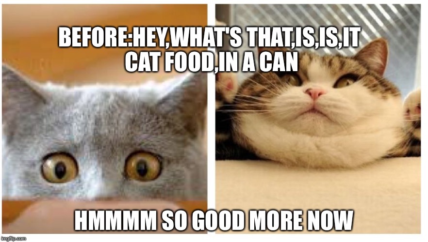Cat Memes | BEFORE:HEY,WHAT'S THAT,IS,IS,IT CAT FOOD,IN A CAN; HMMMM SO GOOD MORE NOW | image tagged in cat memes | made w/ Imgflip meme maker