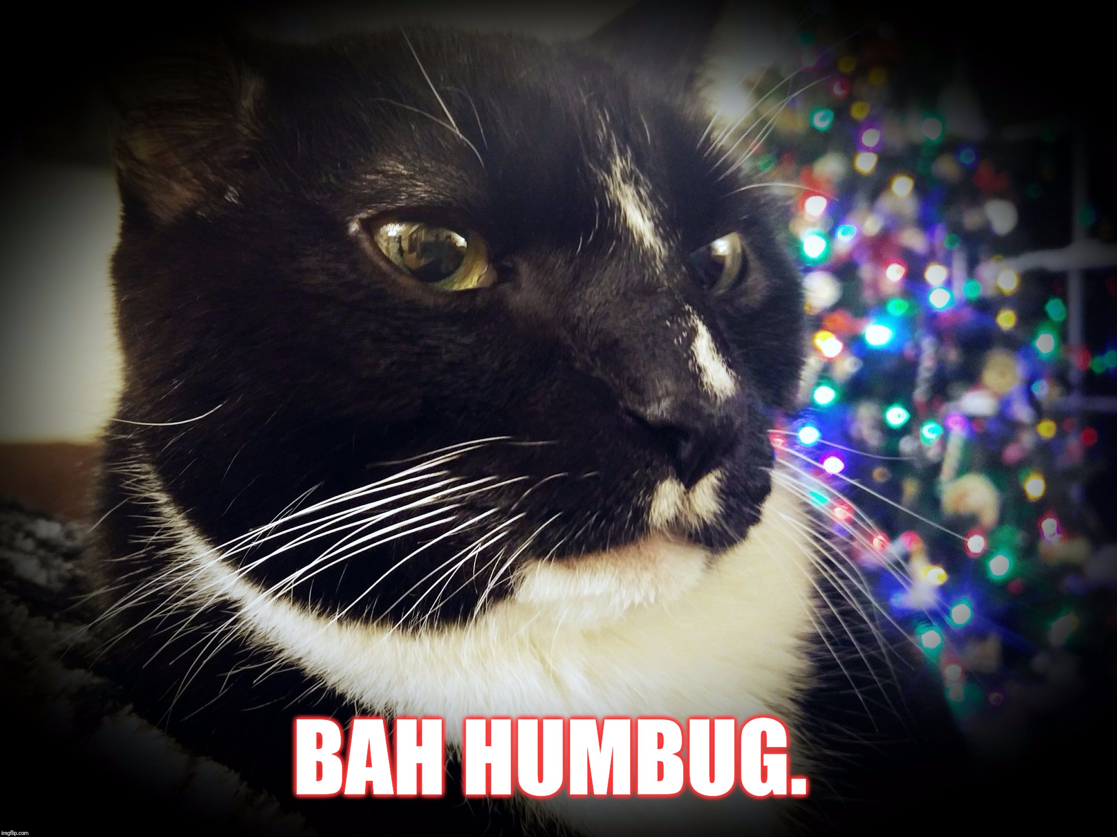 Bah Humbug  | BAH HUMBUG. | image tagged in bert the cat,bah humbug,funny,memes,cat,cats | made w/ Imgflip meme maker