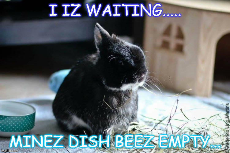 Empty | I IZ WAITING..... MINEZ DISH BEEZ EMPTY... | image tagged in memes | made w/ Imgflip meme maker