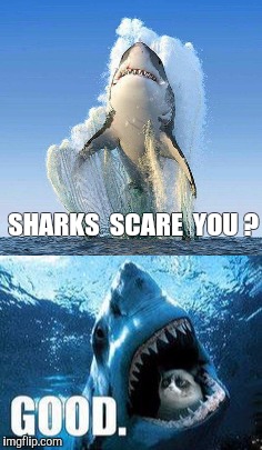 Great White Grump | SHARKS  SCARE  YOU ? | image tagged in grumpy cat,shark,great white shark,great white | made w/ Imgflip meme maker