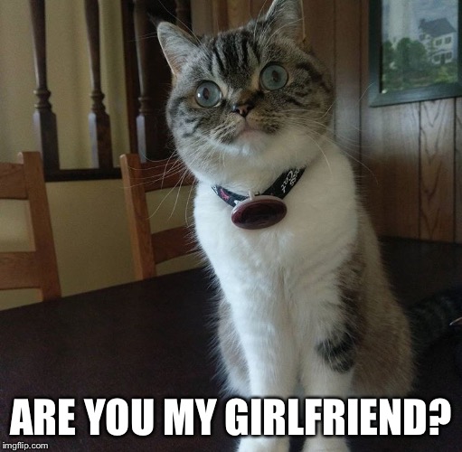 ARE YOU MY GIRLFRIEND? | image tagged in cats | made w/ Imgflip meme maker