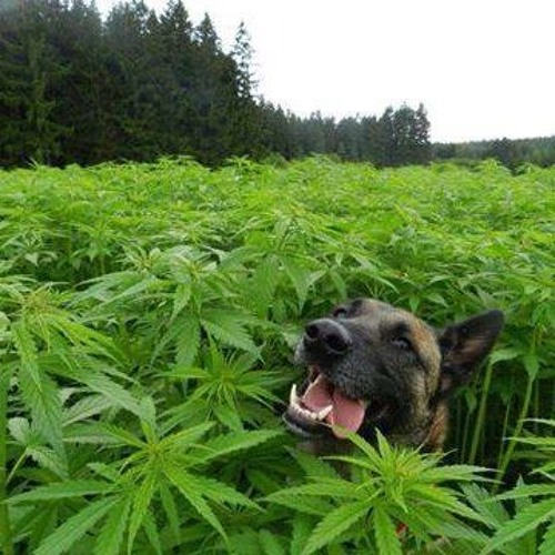 High Quality Marijuana Dog Blank Meme Template