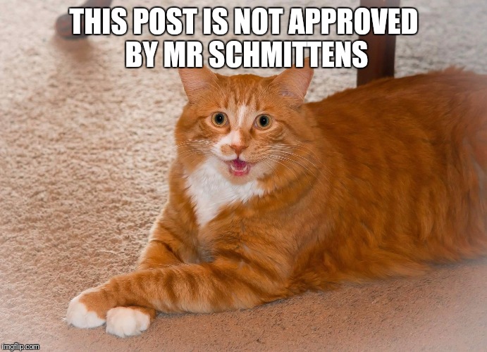 Post not approved | THIS POST IS NOT APPROVED BY MR SCHMITTENS | image tagged in happy cat,cats,meme,funny,funny memes,memes | made w/ Imgflip meme maker