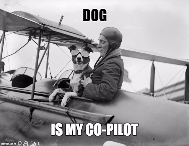 Dog is my Co-Pilot | DOG; IS MY CO-PILOT | image tagged in wmp,funny,memes,dog,airplane,copilot | made w/ Imgflip meme maker